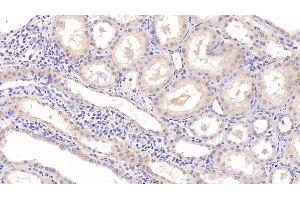 Detection of EGF in Human Kidney Tissue using Monoclonal Antibody to Epidermal Growth Factor (EGF) (EGF 抗体  (AA 609-751))