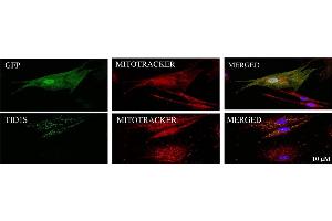 Human skin fibroblasts from healthy individuals were transduced with lentivirus carrying pH AGE-TID1S gene or vector control for 5 days prior to staining vector control with an anti-GFP antibody (cat. (GFP 抗体  (AA 1-238))