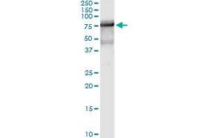 Immunoprecipitation of GBP2 transfected lysate using anti-GBP2 MaxPab rabbit polyclonal antibody and Protein A Magnetic Bead , and immunoblotted with GBP2 purified MaxPab mouse polyclonal antibody (B01P) . (GBP2 抗体  (AA 1-591))