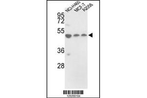 Western blot analysis of in NCI-H460, MCF-7, A2058 cell line lysates (35ug/lane) (PDIA6 抗体  (AA 236-264))