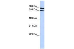 Image no. 1 for anti-Solute Carrier Family 6 (Neutral Amino Acid Transporter), Member 15 (SLC6A15) (AA 180-229) antibody (ABIN6740852) (SLC6A15 抗体  (AA 180-229))