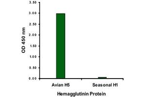 ELISA analysis of Influenza A virus Hemagglutinin H5 protein with 2 ug/mL Influenza A virus Hemagglutinin H5 monoclonal antibody, clone 1E6A7 . (Hemagglutinin 抗体  (Internal Region))