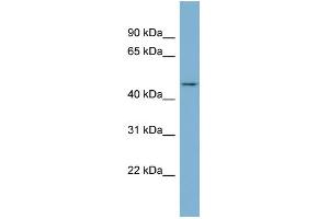 WB Suggested Anti-ENOSF1 Antibody Titration: 0. (ENOSF1 抗体  (N-Term))