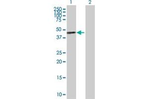 Western Blot analysis of SAV1 expression in transfected 293T cell line by SAV1 MaxPab polyclonal antibody. (SAV1 抗体  (AA 1-383))