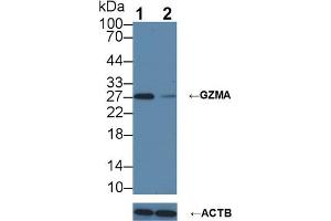 Knockout Varification: Lane 1: Wild-type Jurkat cell lysate; Lane 2: GZMA knockout Jurkat cell lysate; Predicted MW: 29kDa Observed MW: 27kDa Primary Ab: 5µg/ml Rabbit Anti-Mouse GZMA Antibody Second Ab: 0. (GZMA 抗体  (AA 29-260))