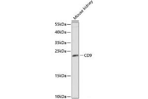 Western blot analysis of extracts of Mouse kidney using CD9 Polyclonal Antibody at dilution of 1:1000. (CD9 抗体)