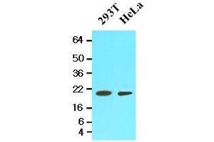 Cell lysates of 293T and HeLa (20 ug) were resolved by SDS-PAGE, transferred to nitrocellulose membrane and probed with anti-human PPIF (1:500). (PPIF 抗体  (AA 30-207))