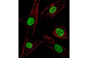Fluorescent image of NIH/3T3 cell stained with SPI1 Antibody . (SPI1 抗体  (C-Term))