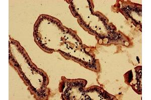 Immunohistochemistry analysis of human small intestine tissue using ABIN7161975 at dilution of 1:100 (NOL4L (AA 101-300) 抗体)