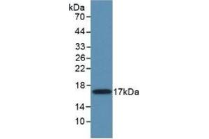 Detection of Recombinant MMP11, Mouse using Polyclonal Antibody to Matrix Metalloproteinase 11 (MMP11) (MMP11 抗体  (AA 287-491))