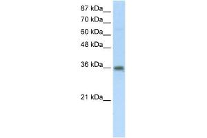 SFRS10 antibody used at 5 ug/ml to detect target protein. (TRA2B 抗体)