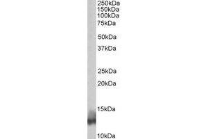 Western Blotting (WB) image for anti-Phospholamban (PLN) (N-Term) antibody (ABIN2464891) (Phospholamban 抗体  (N-Term))