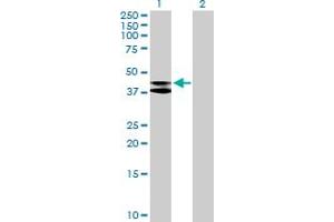 Western Blot analysis of MRPS9 expression in transfected 293T cell line by MRPS9 MaxPab polyclonal antibody. (MRPS9 抗体  (AA 1-396))