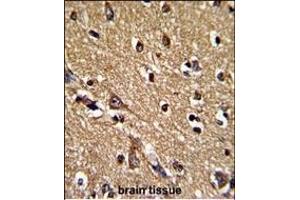 Formalin-fixed and paraffin-embedded human brain tissue reacted with PRDX2 Antibody (Center), which was peroxidase-conjugated to the secondary antibody, followed by DAB staining. (Peroxiredoxin 2 抗体  (AA 98-127))