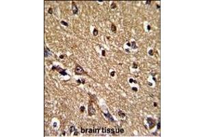 Formalin-fixed and paraffin-embedded human brain tissue reacted with PRDX2 Antibody (Center), which was peroxidase-conjugated to the secondary antibody, followed by DAB staining. (Peroxiredoxin 2 抗体  (AA 98-127))