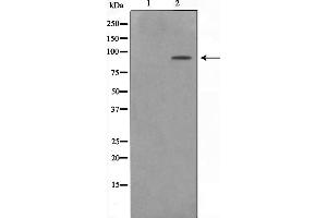 Western blot analysis on NIH-3T3 cell lysate using ZNF287 Antibody，The lane on the left is treated with the antigen-specific peptide. (ZNF287 抗体)
