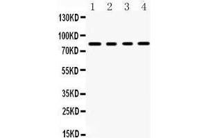 Western Blotting (WB) image for anti-Sp4 Transcription Factor (SP4) (AA 592-620), (C-Term) antibody (ABIN3043351) (SP4 抗体  (C-Term))