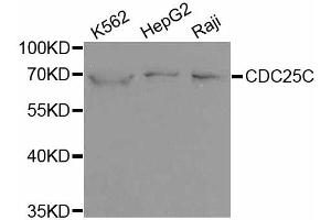 Western blot analysis of extracts of various cell lines, using CDC25C antibody. (CDC25C 抗体)