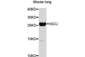 Western blot analysis of extracts of mouse lung, using ISCU antibody (ABIN1873282). (ISCU 抗体)