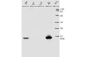 Western-Blot analysis of HPV-11 E7 protein. (Human Papilloma Virus 11 E7 (HPV-11 E7) (AA 36-70) 抗体)
