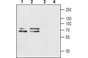 Western blot analysis of rat brain (lanes 1 and 3) and mouse brain (lanes 2 and 4) lysates: - 1,2. (P2RX1 抗体  (Extracellular Loop))