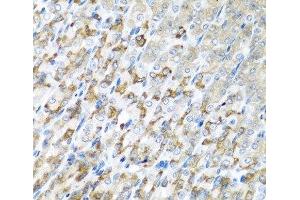 Immunohistochemistry of paraffin-embedded Mouse stomach using CST1 Polyclonal Antibody at dilution of 1:100 (40x lens). (CST1 抗体)