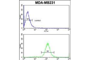 Flow cytometric analysis of MDA-MB231 cells (bottom histogram) compared to a negative control cell (top histogram). (TSHB 抗体  (AA 58-86))