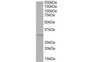 Image no. 1 for anti-Toll-Interleukin 1 Receptor (TIR) Domain Containing Adaptor Protein (TIRAP) (AA 221-234) antibody (ABIN293887) (TIRAP 抗体  (AA 221-234))
