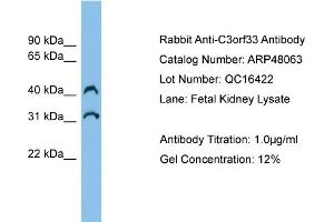 WB Suggested Anti-C3orf33 Antibody Titration:  0. (C3orf33 抗体  (Middle Region))