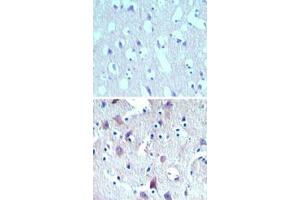 Image no. 1 for anti-Mesenchymal Stem Cell Protein DSCD75 (THEM6) (AA 200-250) antibody (ABIN960105) (THEM6 抗体  (AA 200-250))