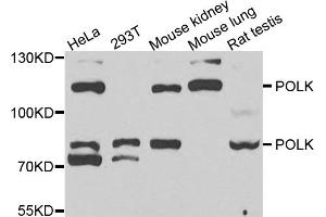 Western blot analysis of extracts of various cell lines, using POLK antibody (ABIN1877108) at 1:1000 dilution.
