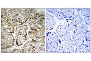 Immunohistochemistry analysis of paraffin-embedded human placenta tissue using CST9L antibody. (CST9L 抗体  (Internal Region))