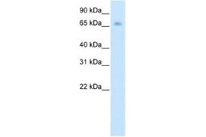 KBTBD10 antibody (20R-1205) used at 0. (Kelch-like protein 41 (KLHL41) (N-Term) 抗体)