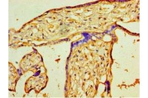 Immunohistochemistry of paraffin-embedded human placenta tissue using ABIN7163238 at dilution of 1:100 (PIGX 抗体  (AA 42-230))