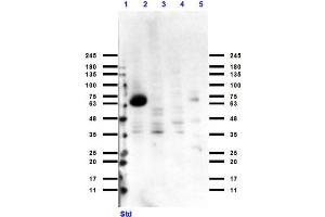 Cytochrome P450 抗体