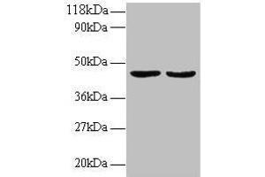 Western Blotting (WB) image for anti-Tumor Necrosis Factor (Ligand) Superfamily, Member 14 (TNFSF14) (AA 1-239) antibody (ABIN7173806)