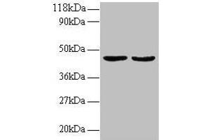 Western blot All lanes: TNFSF14 antibody at 2 μg/mL Lane 1: EC109 whole cell lysate Lane 2: 293T whole cell lysate Secondary Goat polyclonal to rabbit IgG at 1/15000 dilution Predicted band size: 27, 23 kDa Observed band size: 45 kDa (TNFSF14 抗体  (AA 1-239))