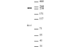 RNA pol II phospho Ser5 antibody (mAb) (Clone 1H4B6) tested by Western blot. (Rpb1 CTD 抗体  (Ser5))