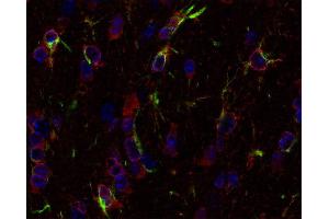 Indirect immunostaining of PFA fixed paraffin embedded mouse brain section with anti-Glutamine synthetase (dilution 1 : 500; red) and chicken anti-GFAP (cat. (GLN1 抗体)