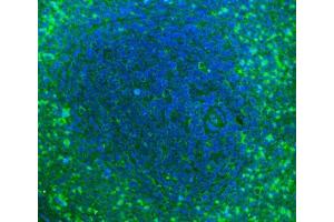 IF analysis of Cd2 using anti-Cd2 antibody (ABIN7601386).