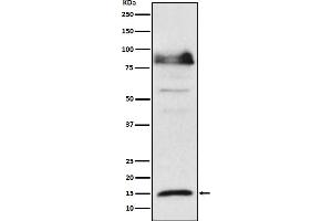 Western blot analysis of ISG15 expression in Hela cell lysate treated with IFN α.