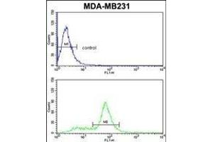 CAV2 Antibody (N-term) (ABIN652586 and ABIN2842393) flow cytometric analysis of MDA-M cells (bottom histogram) compared to a negative control cell (top histogram). (Caveolin 2 抗体  (N-Term))