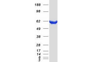 Western Blotting (WB) image for phosphodiesterase 1B, Calmodulin-Dependent (PDE1B) protein (Myc-DYKDDDDK Tag) (ABIN2728484)