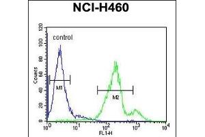 SC31B Antibody (C-term) (ABIN651805 and ABIN2840406) flow cytometric analysis of NCI- cells (right histogram) compared to a negative control cell (left histogram).