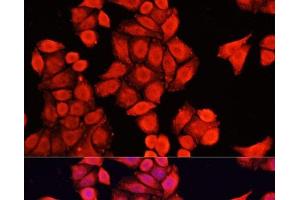 Immunofluorescence analysis of HeLa cells using NRF1 Polyclonal Antibody at dilution of 1:100. (NRF1 抗体)