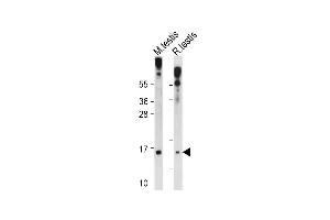 All lanes : Anti-GLRX2 Antibody (C-term ) at 1:1000 dilution Lane 1: Mouse testis tissue lysate Lane 2: Rat testis tissue lysate Lysates/proteins at 20 μg per lane. (Glutaredoxin 2 抗体  (C-Term))