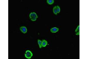 Immunofluorescent analysis of HepG2 cells using ABIN7169942 at dilution of 1:100 and Alexa Fluor 488-congugated AffiniPure Goat Anti-Rabbit IgG(H+L) (NALCN 抗体  (AA 19-141))
