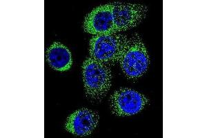 Confocal immunofluorescent analysis of CASP12 Antibody (Center)(Cat#AP50732PU-N) with 293 cell followed by Alexa Fluor 488-conjugated goat anti-rabbit lgG (green). (Caspase 12 抗体  (Middle Region))