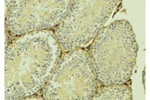 ABIN6274906 at 1/100 staining Mouse testis tissue by IHC-P.