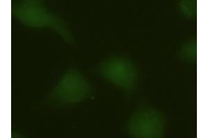 Immunofluorescence (IF) image for anti-Mitogen-Activated Protein Kinase 6 (MAPK6) (AA 345-721) antibody (ABIN1491432) (MAPK6 抗体  (AA 345-721))
